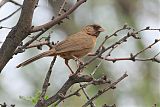 Abert's Towheeborder=